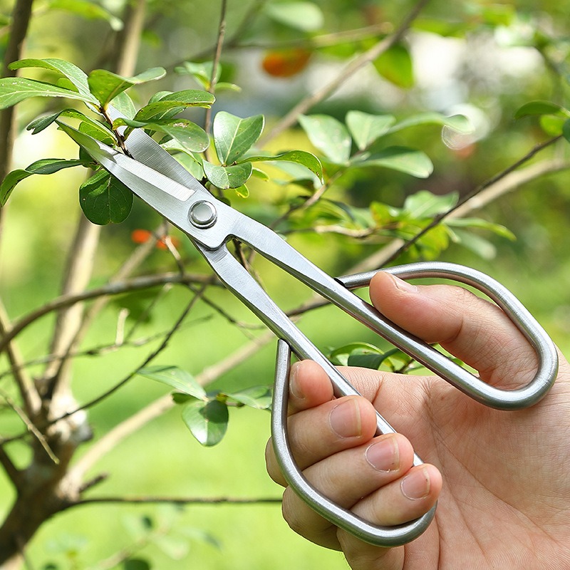 어린잎 가위 분재 도구 가지 가위 연장형 스테인리스 정 - Concave Branch Cutter 리뷰 및 가격